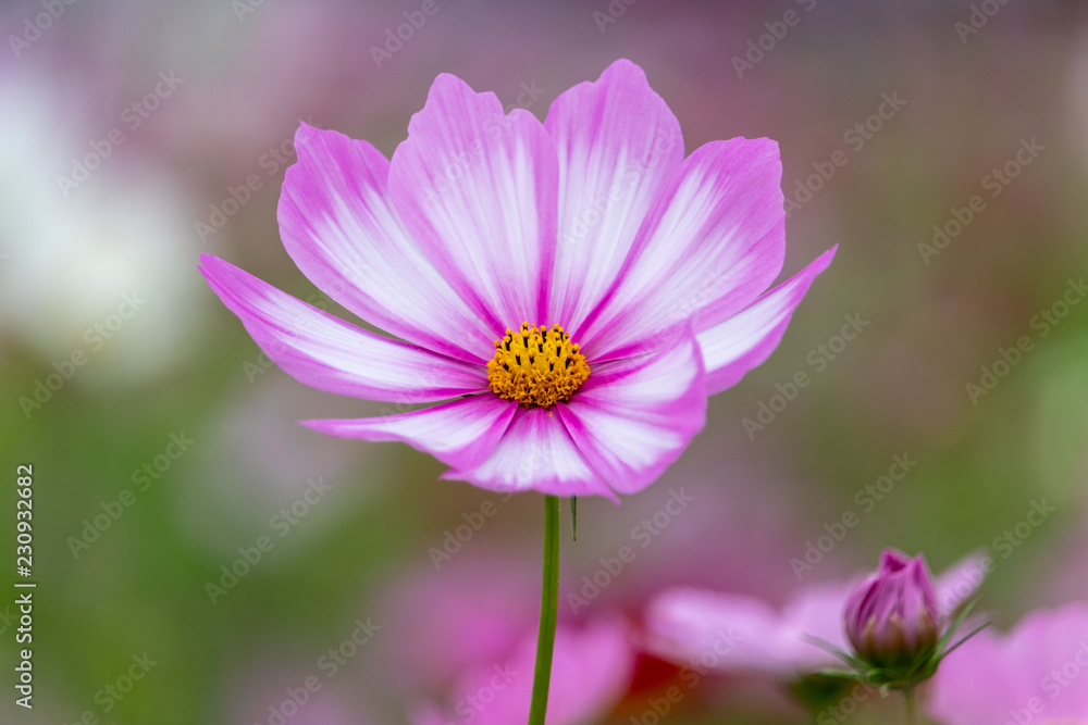 Cosmos Flower / Furusato Plaza in Sakura City, Chiba Prefecture, Japan Cosmos Flower / Furusato Plaza in Sakura City, Chiba Prefecture, Japan