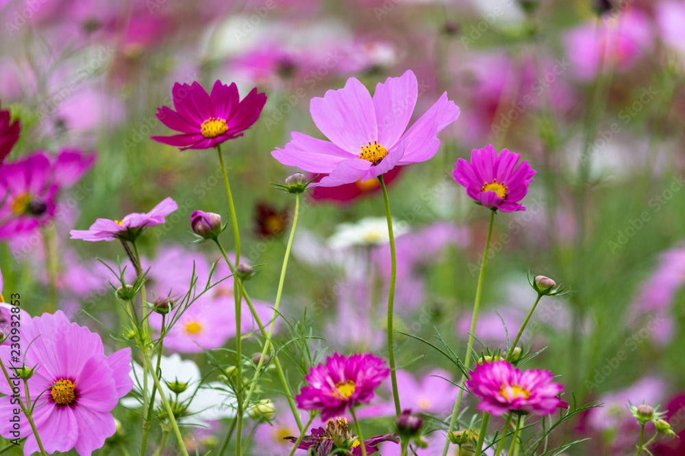 Cosmos Flower / Furusato Plaza in Sakura City, Chiba Prefecture, Japan Cosmos Flower / Furusato Plaza in Sakura City, Chiba Prefecture, Japan