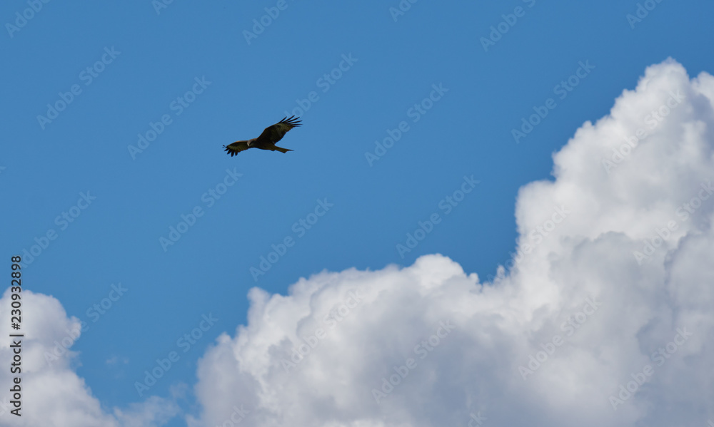Mongolian predatory bird in the sky Mongolian predatory bird in the sky