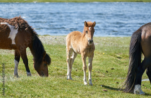 Mongolian horses near Hoton-nuur lake © Dina