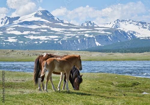 Mongolian horses near Hoton-nuur lake photo