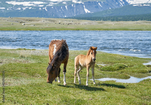 Mongolian horses near Hoton-nuur lake