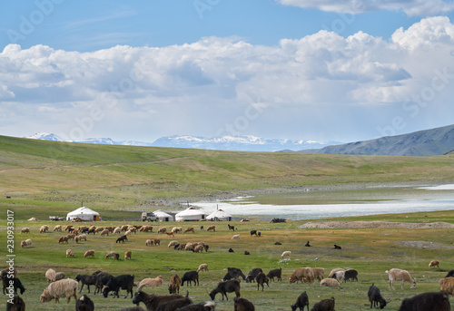 Mongolian pasture ang yurts