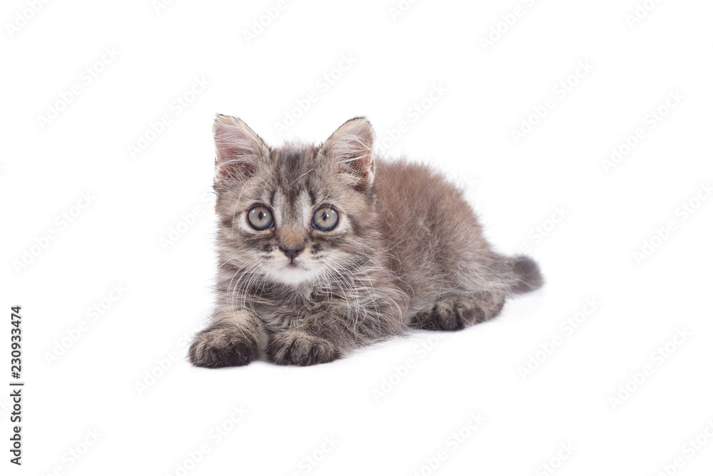Little kitten isolated over white background Little kitten isolated over white background