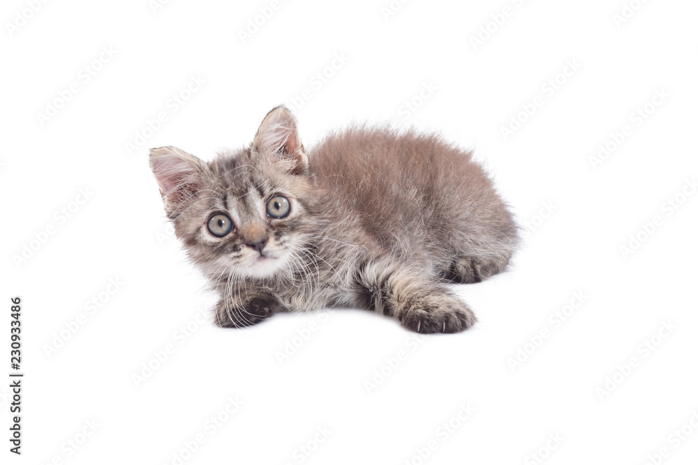 Little kitten isolated over white background