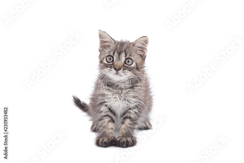 Little kitten isolated over white background