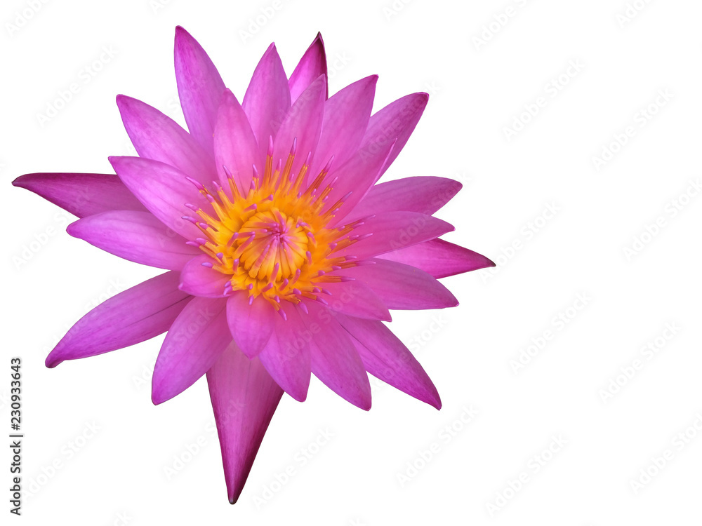 Purple lotus flower or water lily isolated on white background with clipping path.