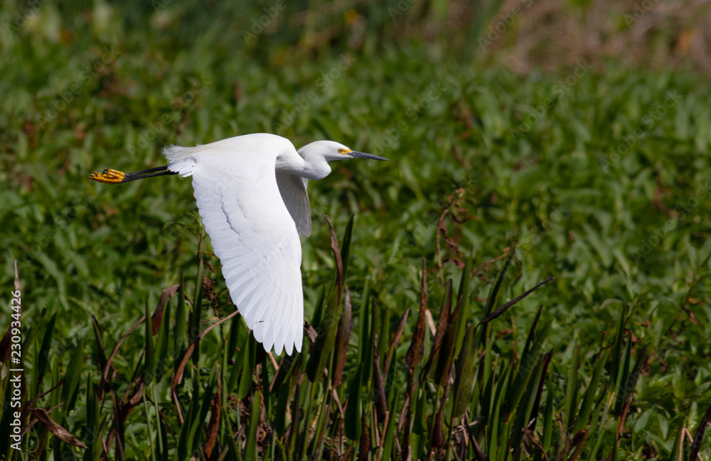 Fototapeta premium White Egret in Flight