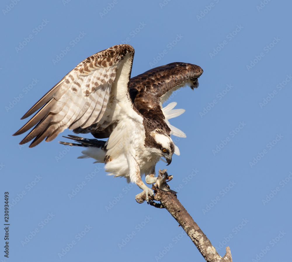 Fototapeta premium Osprey landing with catch