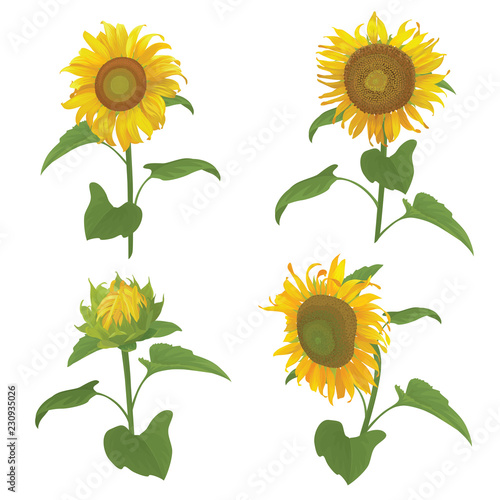Fototapeta Naklejka Na Ścianę i Meble -  Sunflowers with leaf on white background. Vector set of blooming floral for holiday invitations, greeting card and fashion design.