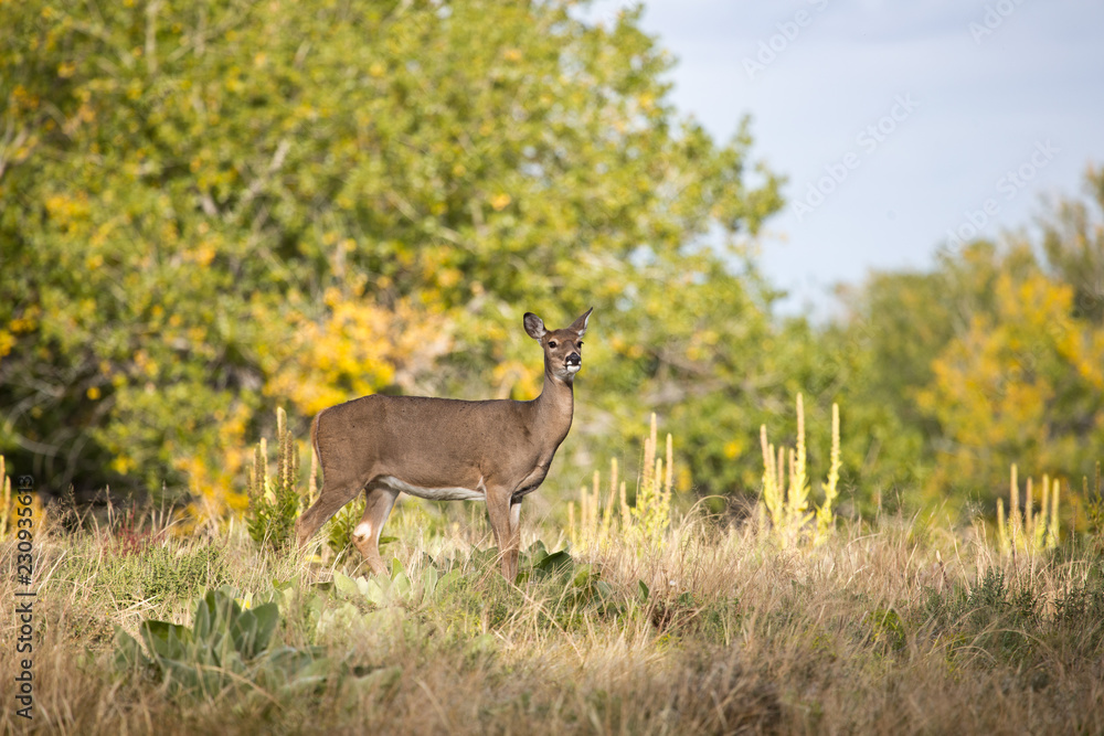 deer on hill deer on hill