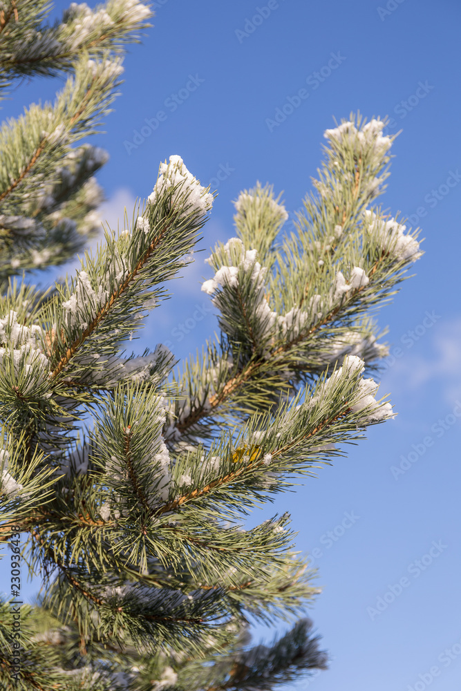 pine branches with the first snow