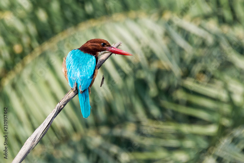 white throated kingfisher on tree branch with green background photo