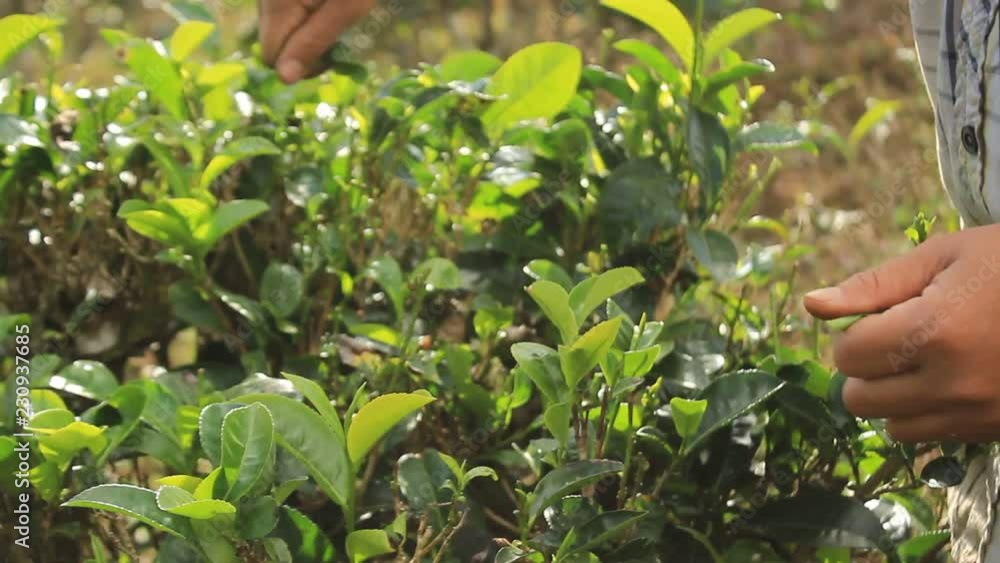 Asian Thai women busy picking fresh, new growth tea leaves on a plantation in the hills of the Northern Thailand Highlands, Southeast Asia, ready for drying and making green oolong tea. Asian Thai women busy picking fresh, new growth tea leaves on a plantation in the hills of the Northern Thailand Highlands, Southeast Asia, ready for drying and making green oolong tea.