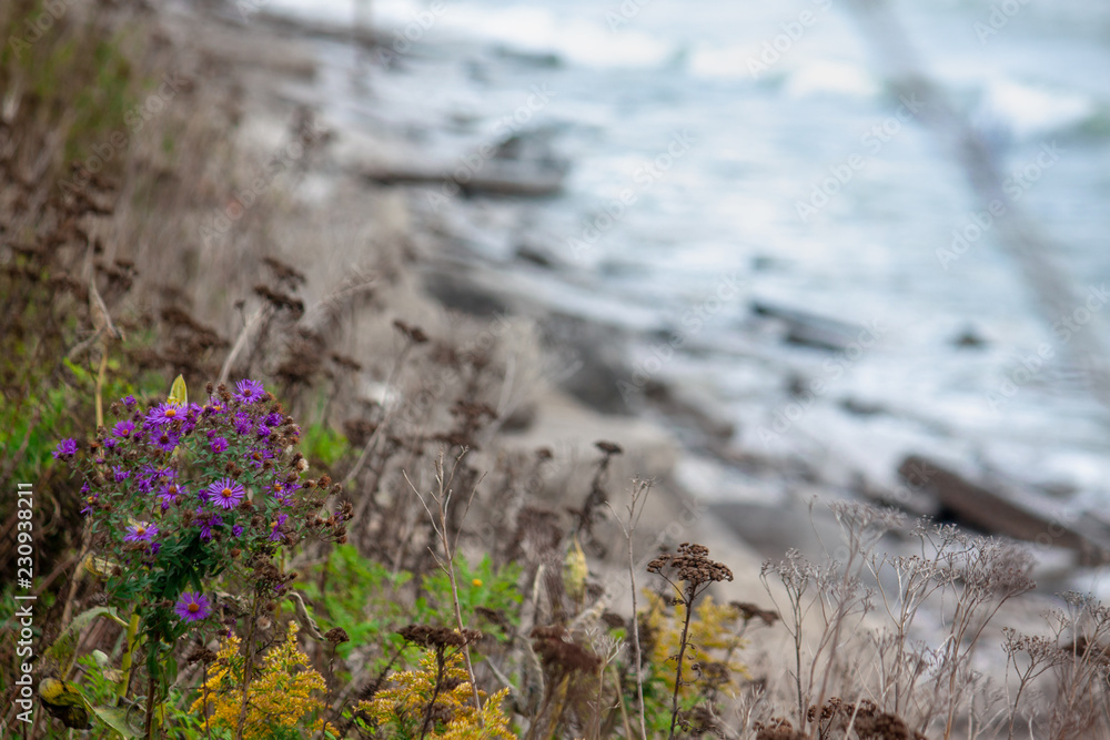 Flowers on the Beach Flowers on the Beach