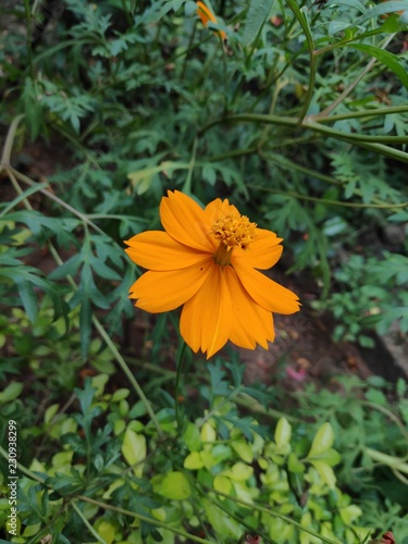 yellow flowers in garden