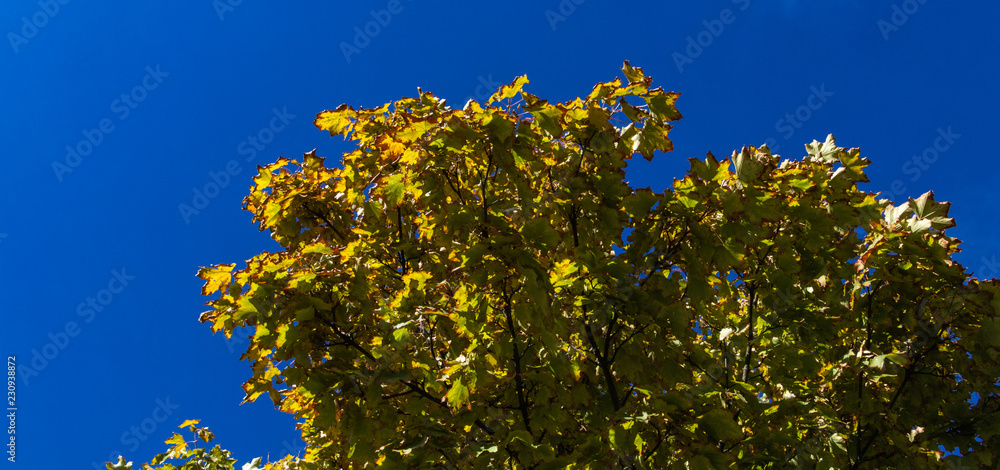 Ahorn Baum in Herbstfarben mit blauem Himmel Ahorn Baum in Herbstfarben mit blauem Himmel