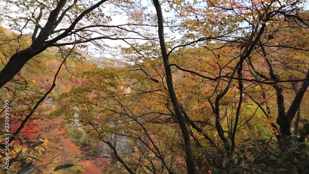 Autumn Forest Autumn Forest