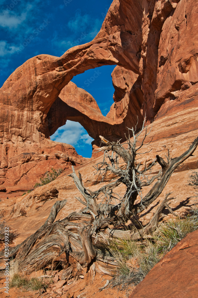 tree in arches national park