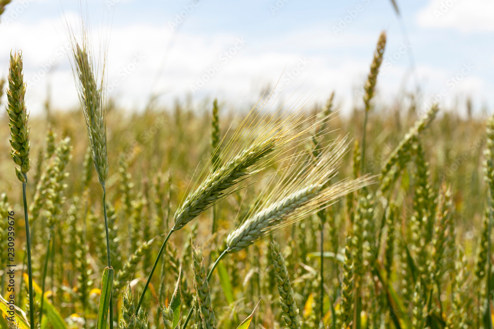 unripe wheat spikelets