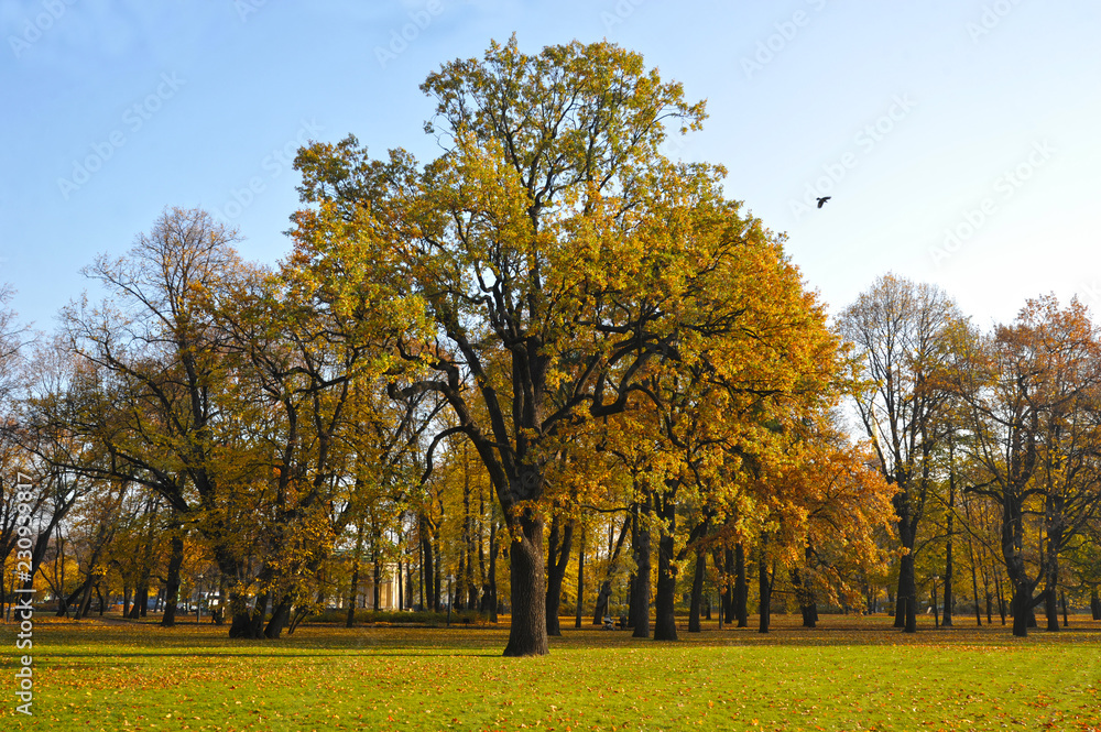 pedunculate autumn oak species in Mikhailovsky Park pedunculate autumn oak species in Mikhailovsky Park
