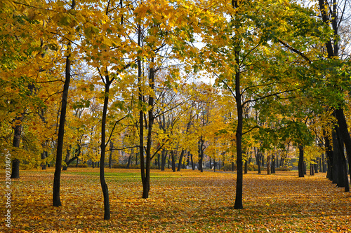 autumn Park with yellow leaves and fallen leaves