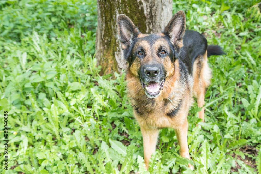 Dog German Shepherd in a forest in a summer Dog German Shepherd in a forest in a summer