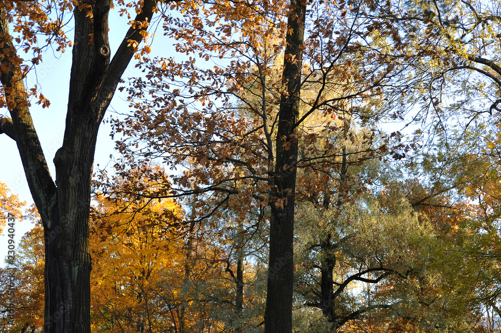 autumn crowns of trees with fallen leaves autumn crowns of trees with fallen leaves