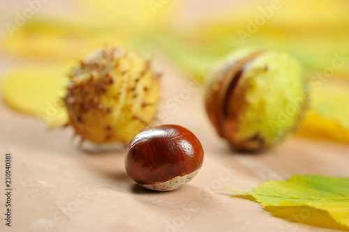 chestnuts in the shell Cupule