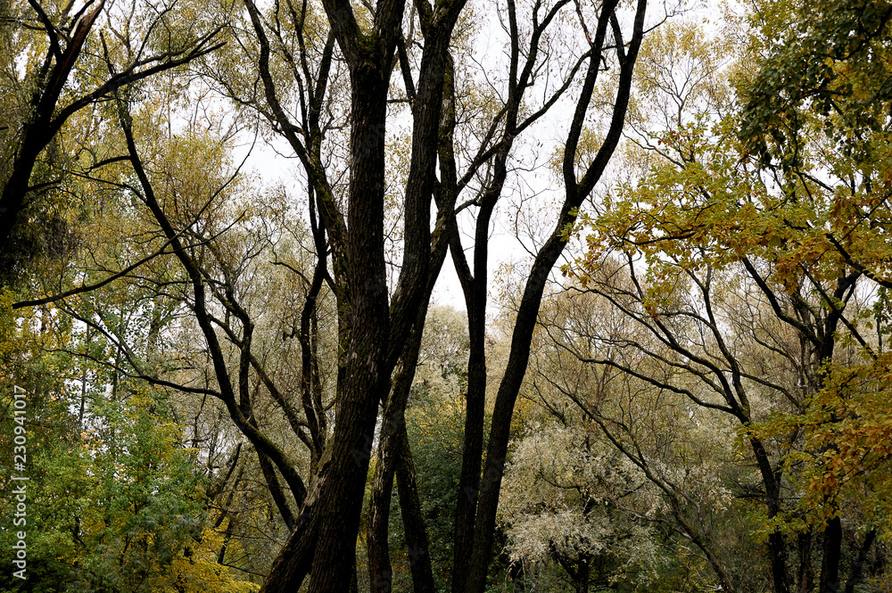 Golden autumn in a park of St. Petersburg Golden autumn in a park of St. Petersburg