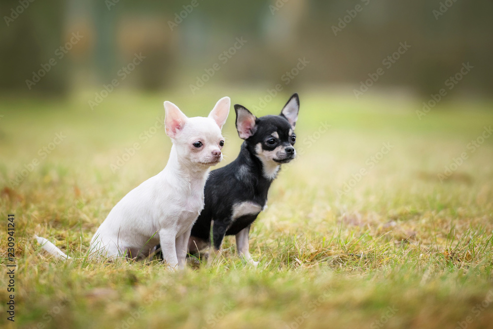 Chihuahua puppies sitting on the grass