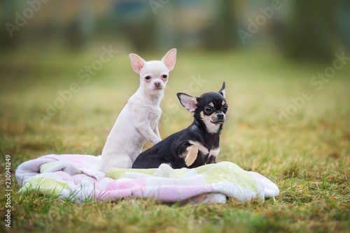 Chihuahua puppies sitting on the plaid © Rita Kochmarjova