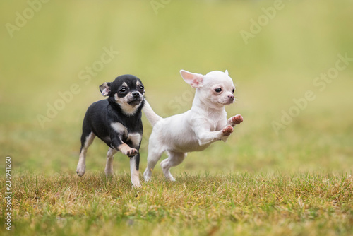 Two happy chihuahua puppies running  photo