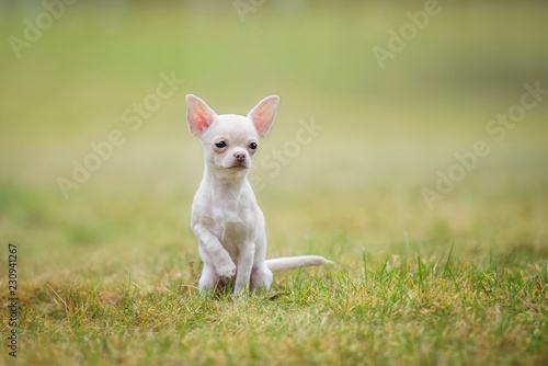 Chihuahua puppy sitting on the lawn © Rita Kochmarjova