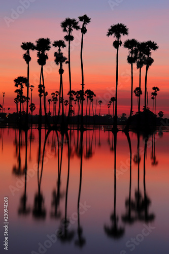 Sunrise with sugar palms fields reflected in the water