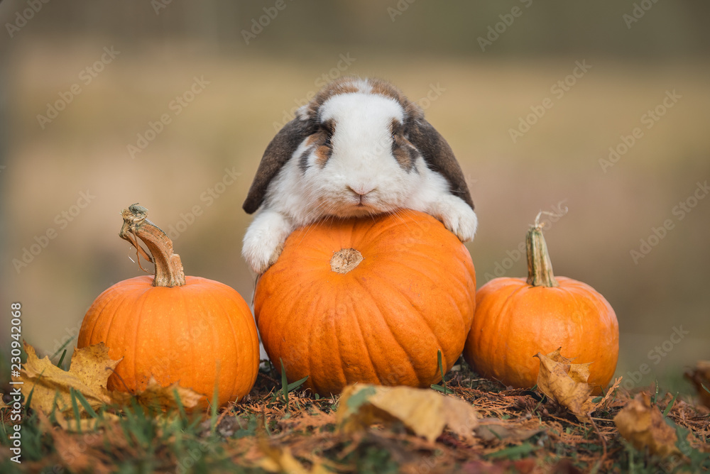 Fototapeta premium Mały królik z baniami jesienią
