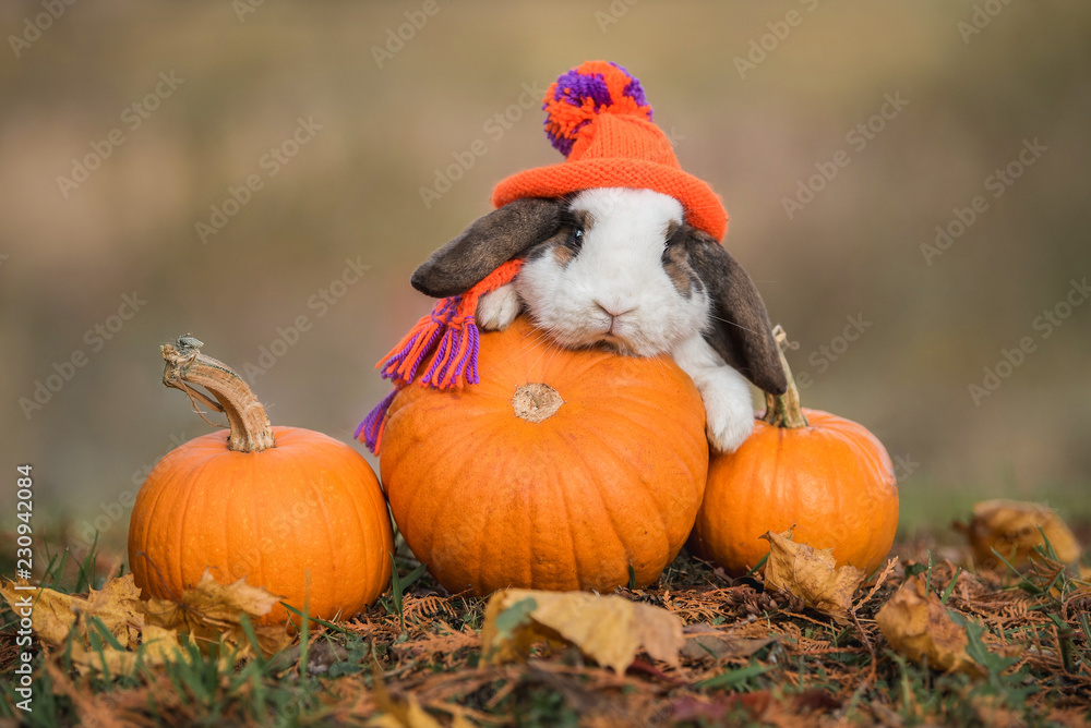 Obraz premium Mały królik ubrany w dzianinową czapkę i szalik z dyniami