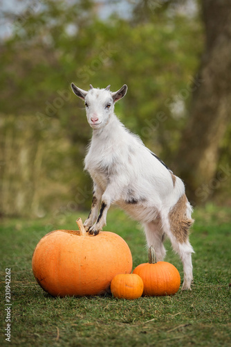 Little white goat standing on the pumpkins