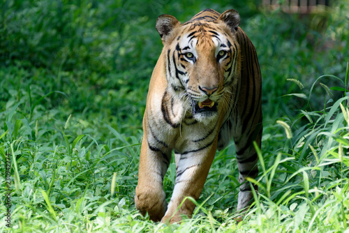 Indian royal tiger in forest