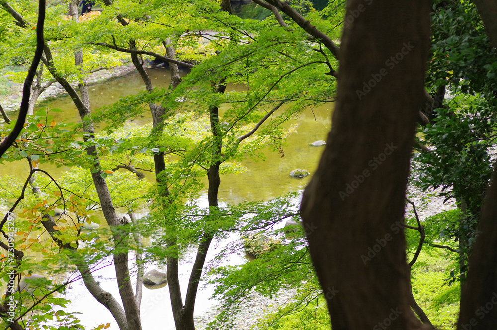 Fototapeta premium 小石川後楽園の風景
