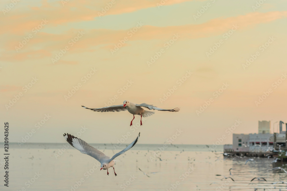 The background of the seagull at sunset. The background of the seagull at sunset.