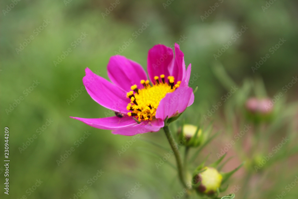 Closeup of a flower Closeup of a flower