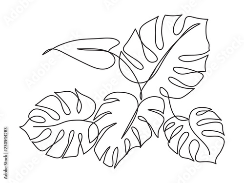 Monstera Tropical leaf