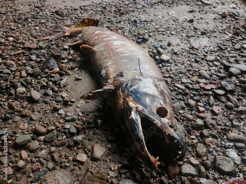 Canvas Print A dead salmon fish on the gravel next to a creek