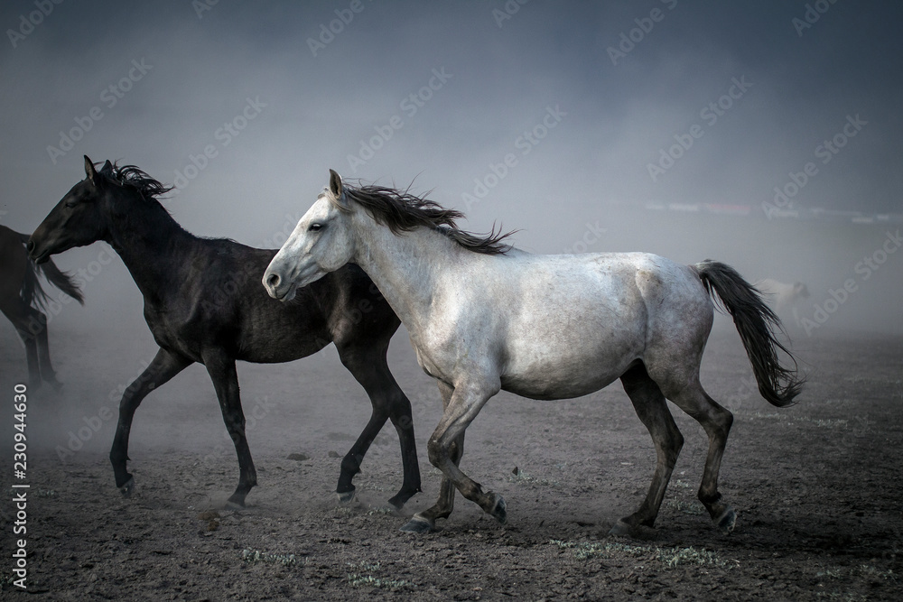 Fototapeta premium horses