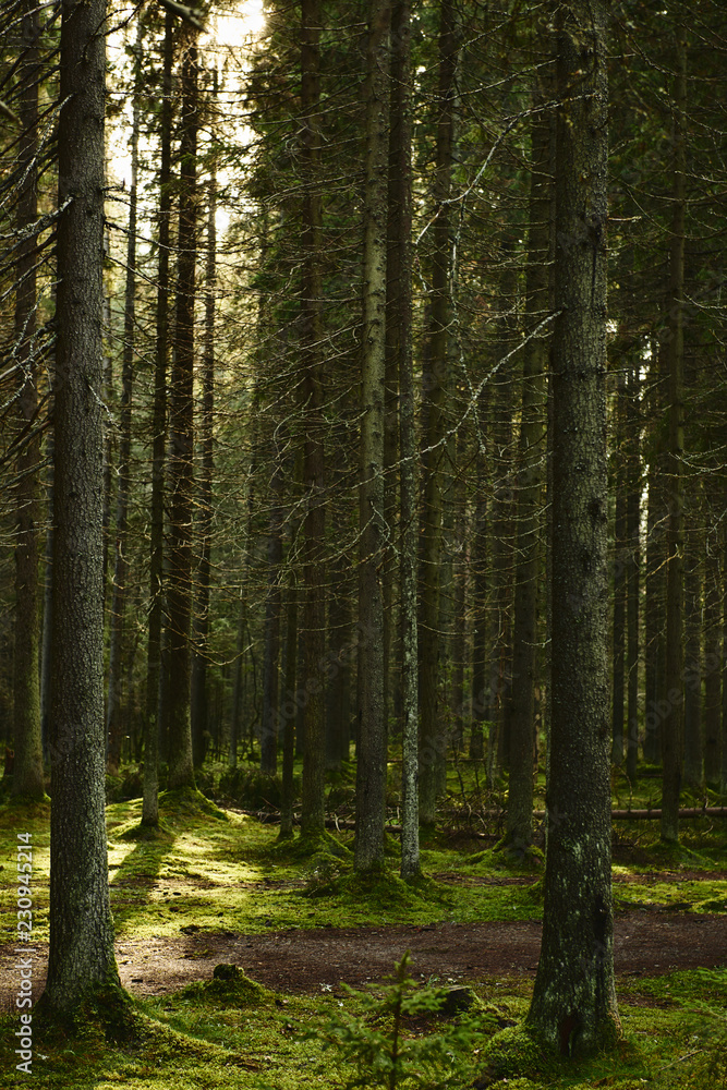 Sunlight streaming through a autumn pine forest Sunlight streaming through a autumn pine forest