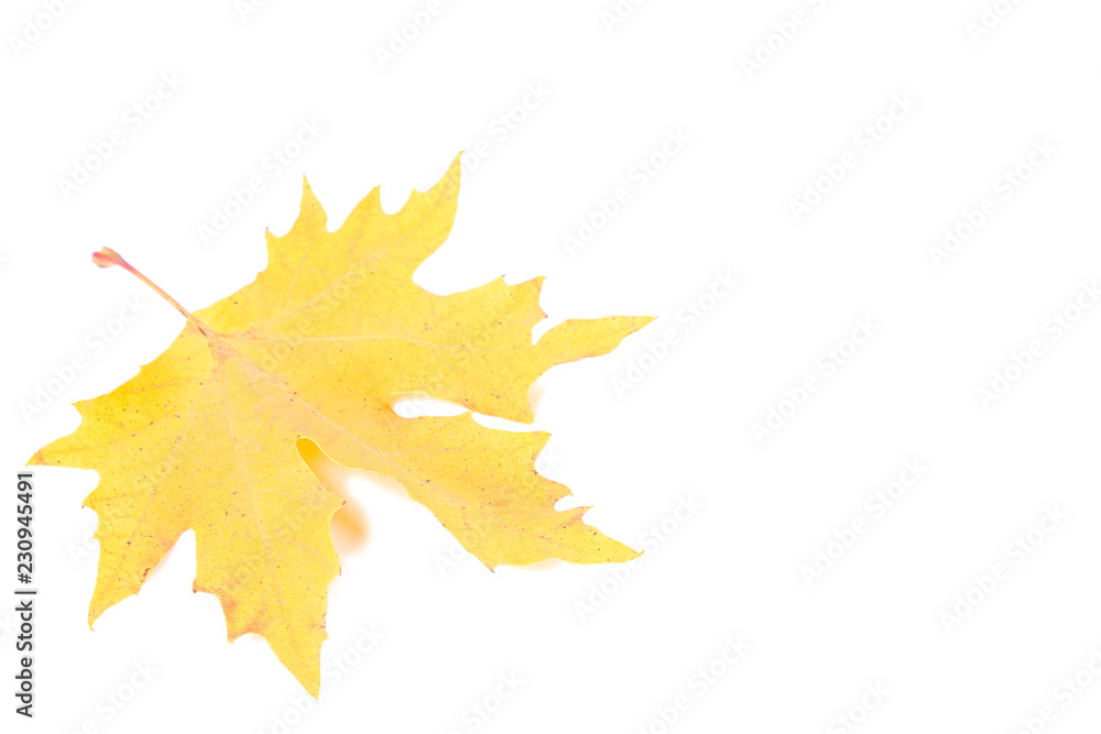 Red and Orange autumn leaves isolated on a white Red and Orange autumn leaves isolated on a white