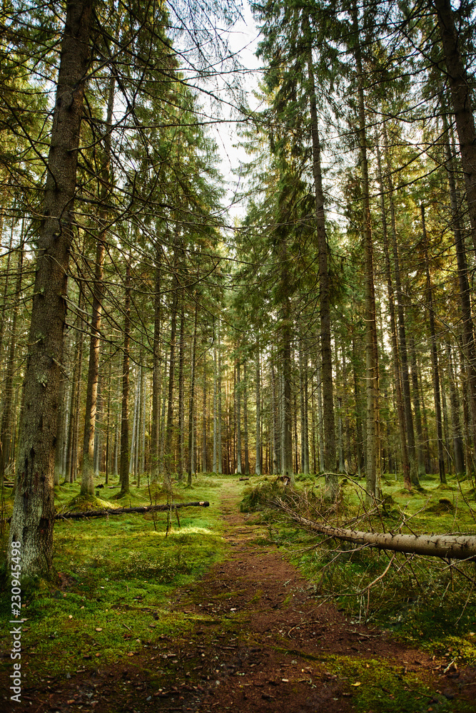 Obraz premium Mossy Path through a autumn pine forest
