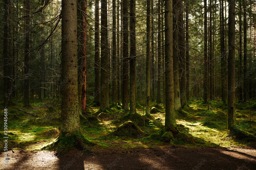 Obraz premium Sunlight streaming through a autumn pine forest