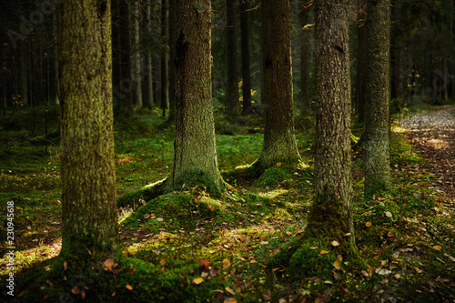 Sunlight streaming through a autumn pine forest © kkolosov